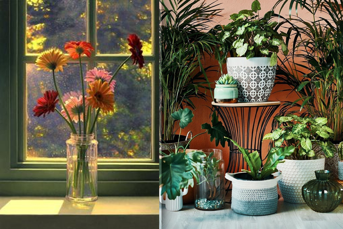 Nu pune niciodata aceste flori langa geam. Greseala pe care multi o fac