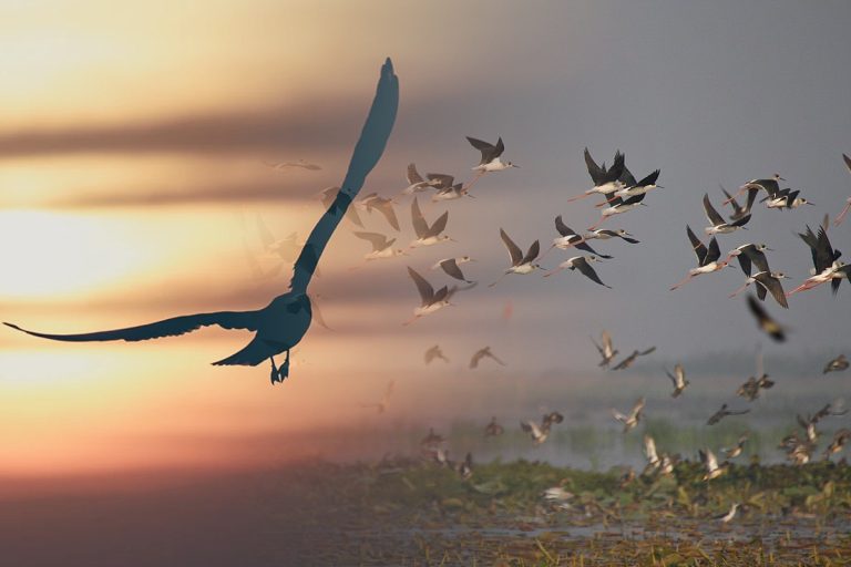 Pasărea care poate zbura luni de zile fără întrerupere. Puțină lume știe asta