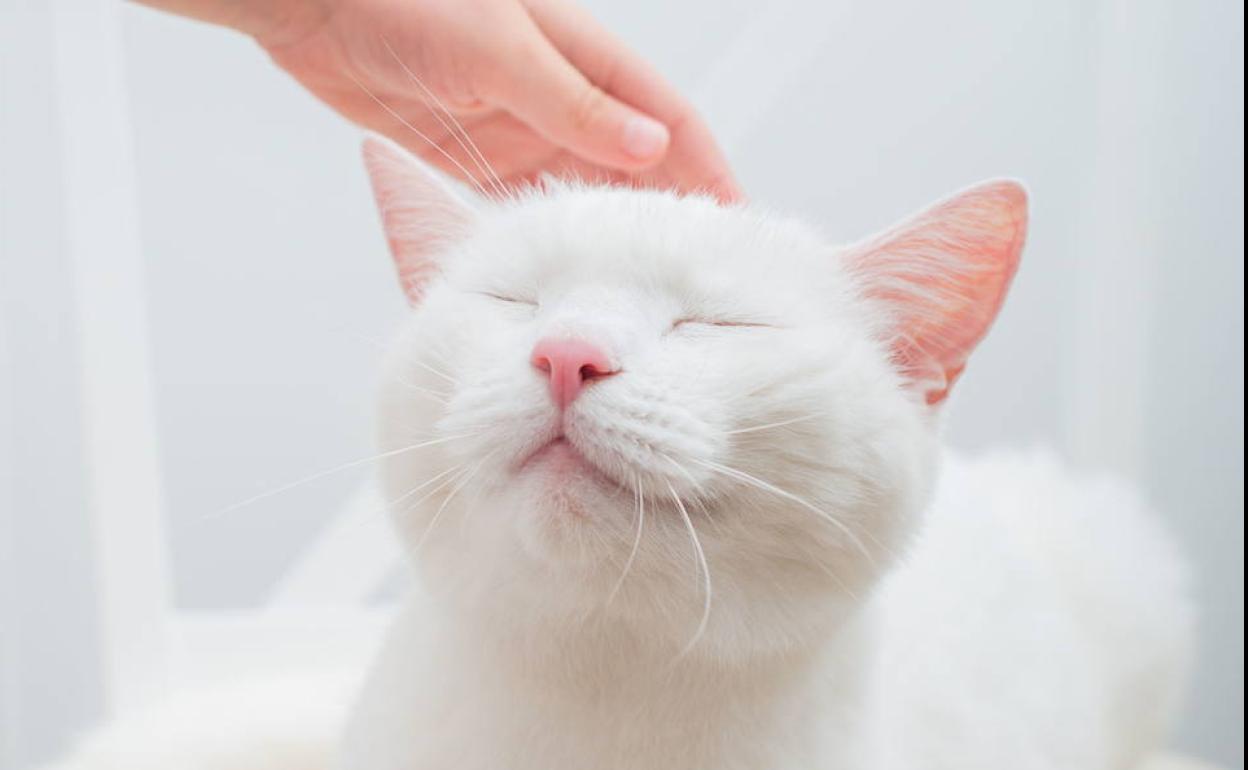 Pisica ta este tacuta. Vezi ce se intampla, de fapt, cu ea