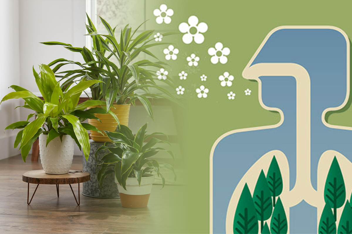 Plante care purifica aerul in casa. Ce ar trebuie sa existe in orice locuita, sunt de mare ajutor