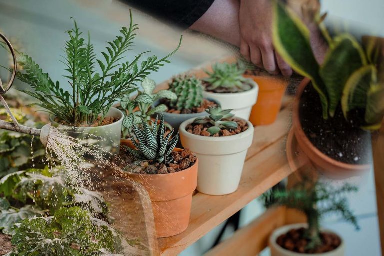 Cu ce să stropești plantele din grădină pentru a rezista caniculei. Amestecul banal cu efecte extraordinare