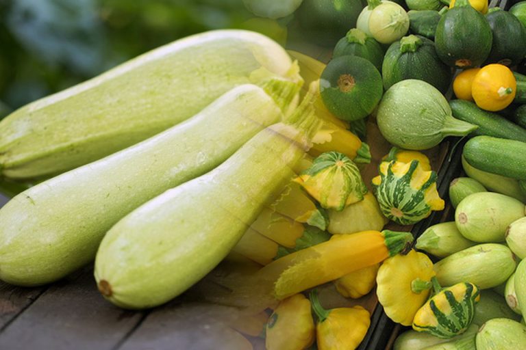 Secretul pentru o recoltă bogată de dovlecei. Ce trebuie să pui de fapt la rădăcina lor, așa te vei bucura de o producție mare