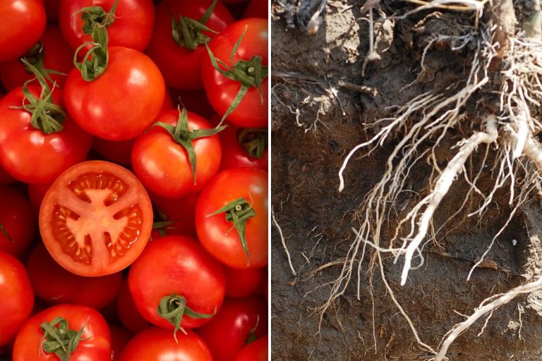 Trucul extraordinar pentru o recoltă bogată de roșii. Ce trebuie să pui de fapt la rădăcina lor, secretul pe care trebuie să-l știi