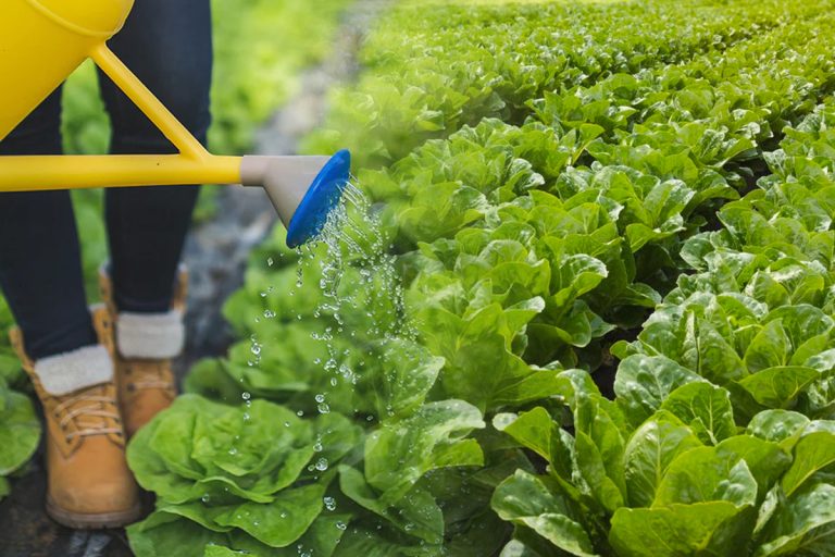 Trucul genial care salvează varza de dăunători. Ce e important să folosești seara, va fi de mare ajutor