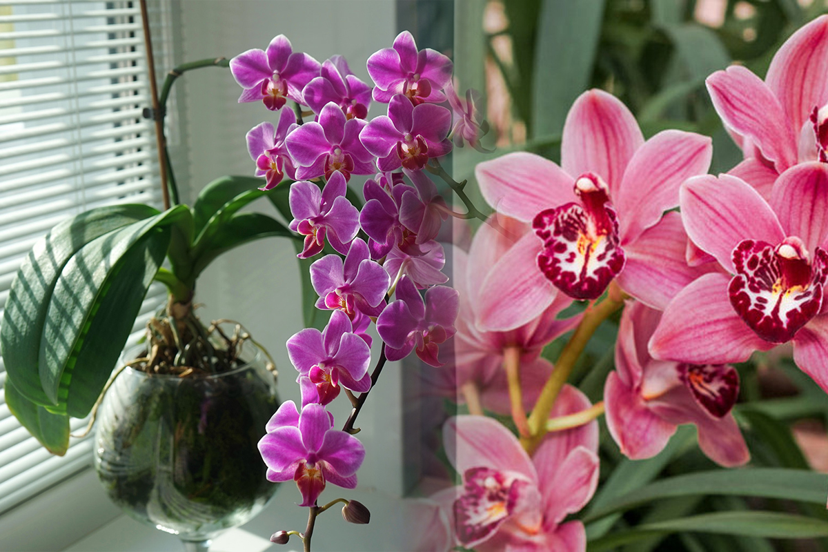 Trucul pentru ca orhideele tale sa infloreasca frumos pe tot parcursul anului. Cu ce trebuie sa le uzi de fapt, amestecul uimitor