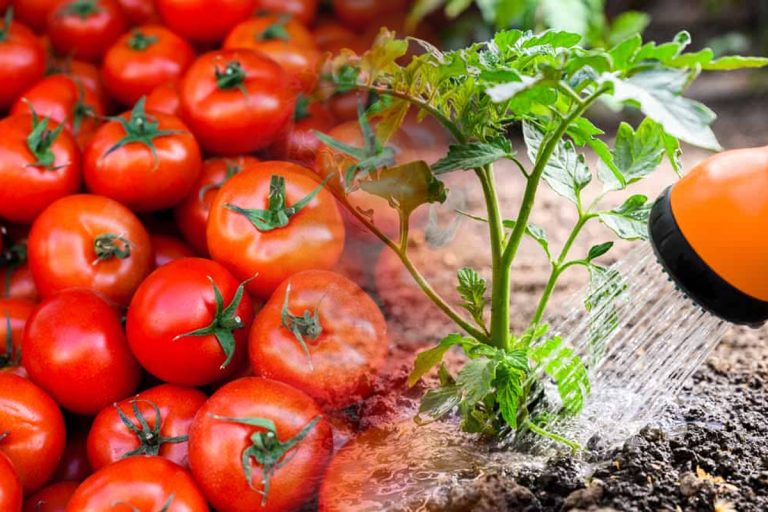 Trucul secret pentru roșii mari și gustoase. Cu ce trebuie să le stropești în iulie, recolta va fi uriașă