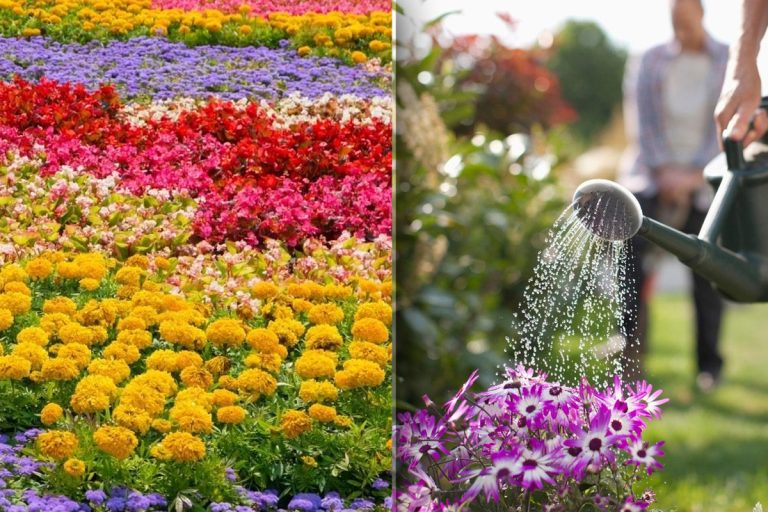 Udă florile bolnave cu această infuzie și își vor reveni. Doar experții știu secretul