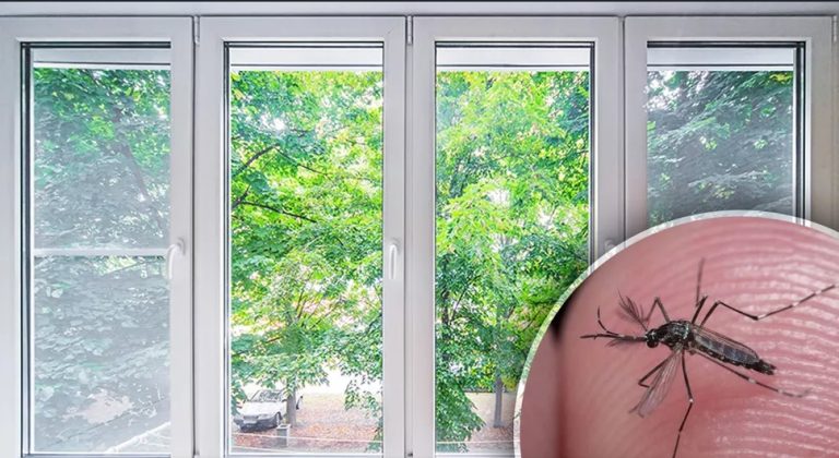 Trucul extraordinar care ține țânțarii la distanță fără să fii nevoit să închizi ferestrele. Ce trebuie să pui, de fapt, la toate geamurile din casă