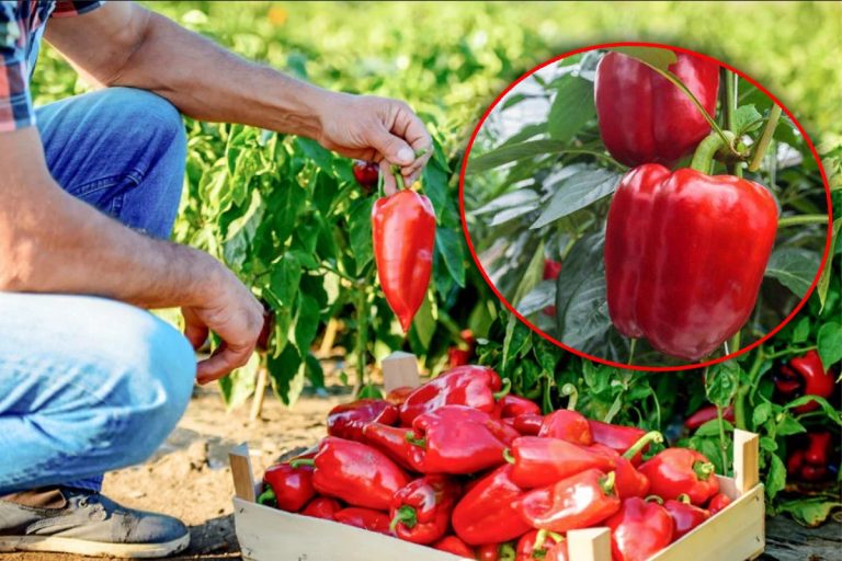 Cât de des se udă ardeii vara. Secretul grădinarilor experți pentru o recoltă bogată, așa se îngrijesc de fapt corect