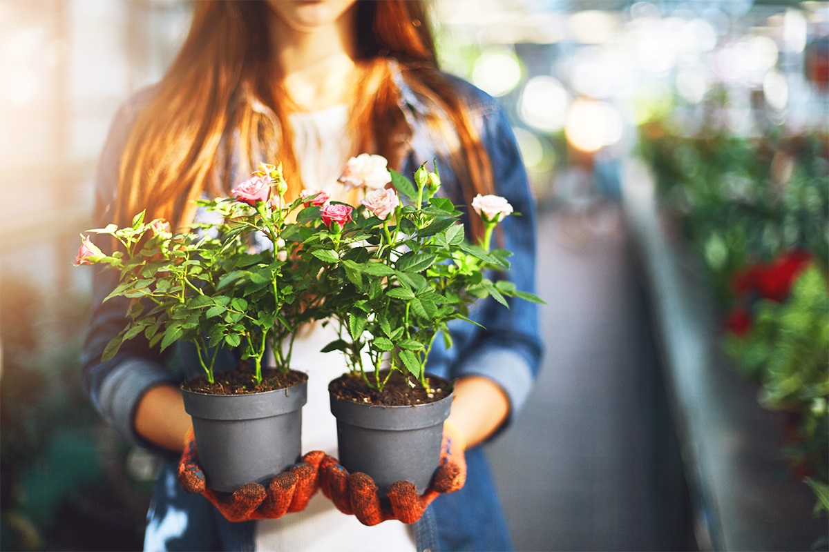 Greșeli pe care le faci atunci când aduci o floare nouă în casă