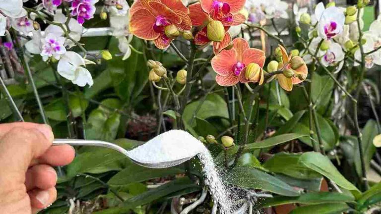 Ingredientul magic care ajută plantele să aibă rădăcini puternice și flori constant
