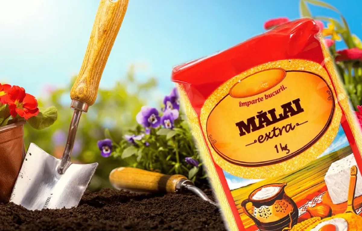 De ce sa presari malai in gradina vara. E marele secret al gradinarilor care obtin cele mai bogate recolte