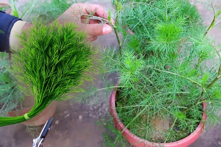 Ce se întâmplă dacă pui o legătură de mărar în fața ușii de la intrare. Secretul pe care îl cunosc puțini români