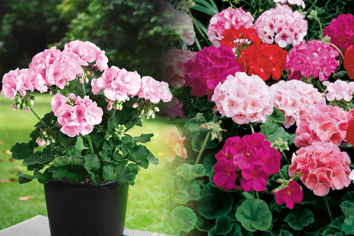 Secretul de la pepinieră pentru mușcate pline de flori