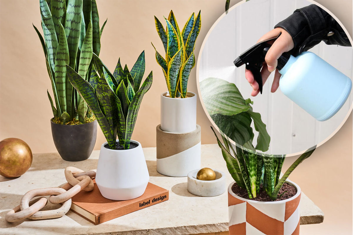 Plante care rezista fara apa. Sunt cele mai bune alegeri, daca le vrei in locuinta ta, dar nu ai timp suficient pentru ingrijirea lor