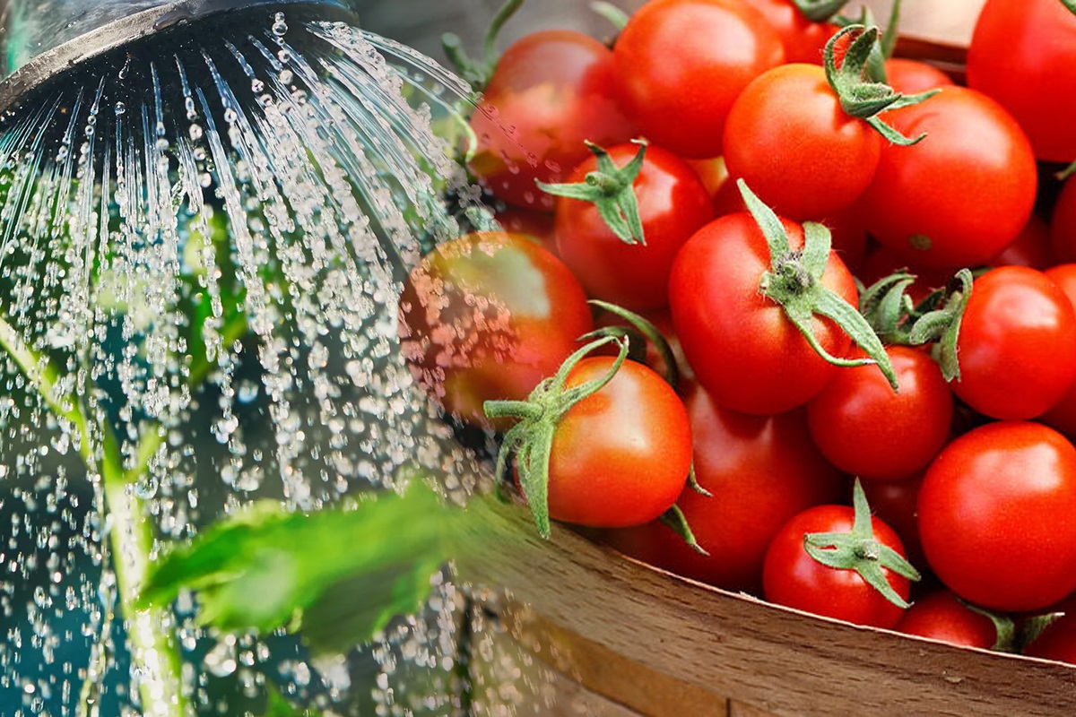 Cu ce să stropești roșiile din grădină ca să fie mai dulci