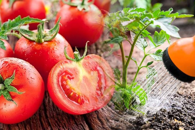 A amestecat o lingură de bicarbonat de sodiu, ulei și o aspirină apoi a stropit roșiile. Ce s-a întâmplat în câteva zile e uimitor