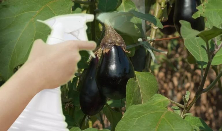 A pus un săpun printre plantele din grădină. Uluitor ce a găsit în următoarele zile