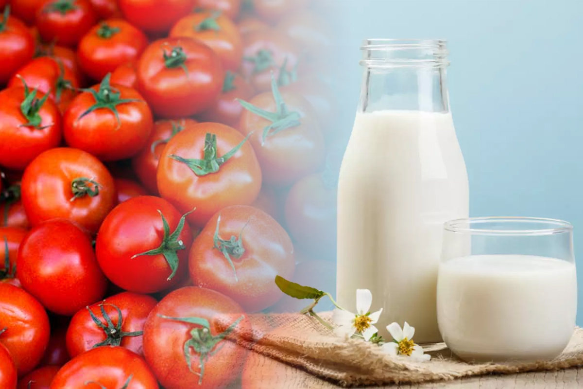 A amestecat lapte și iod cu care a stropit roșiile. Ce a observat apoi e uluitor, e secretul grădinarilor vicleni