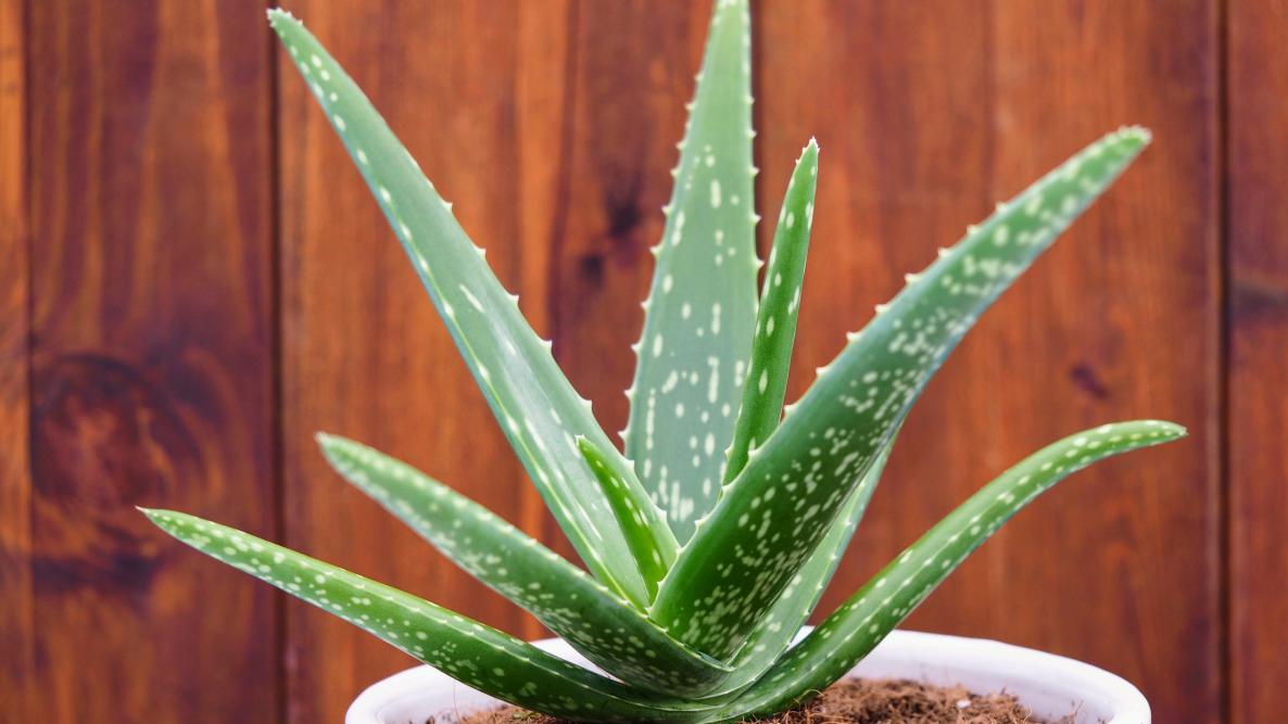 Aloe vera