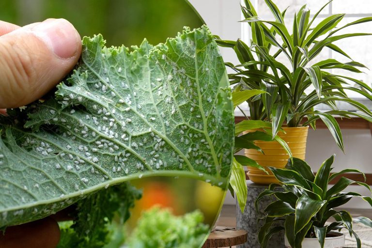 Amestecul extraordinar care scapă plantele de păduchi. E foarte simplu de preparat, grădina ta va arăta spectaculos