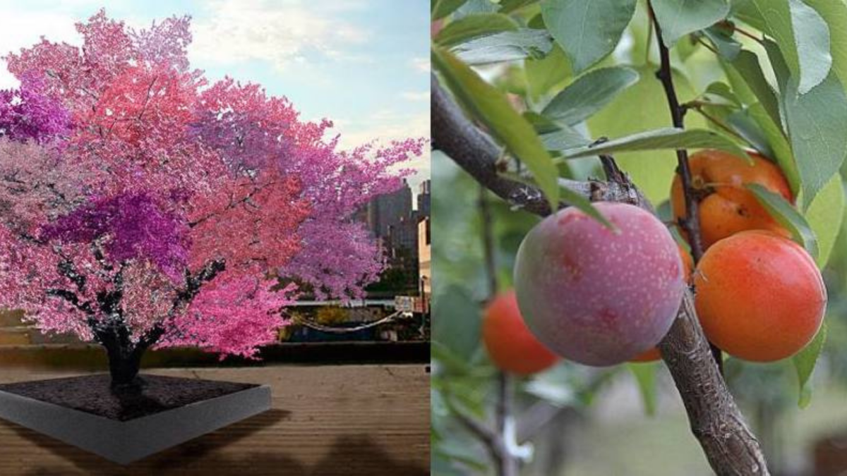 Arborele care produce 40 de tipuri de fructe. Cum arată și unde se află.  Cercetătorii au rămas uimiți - Ego.ro