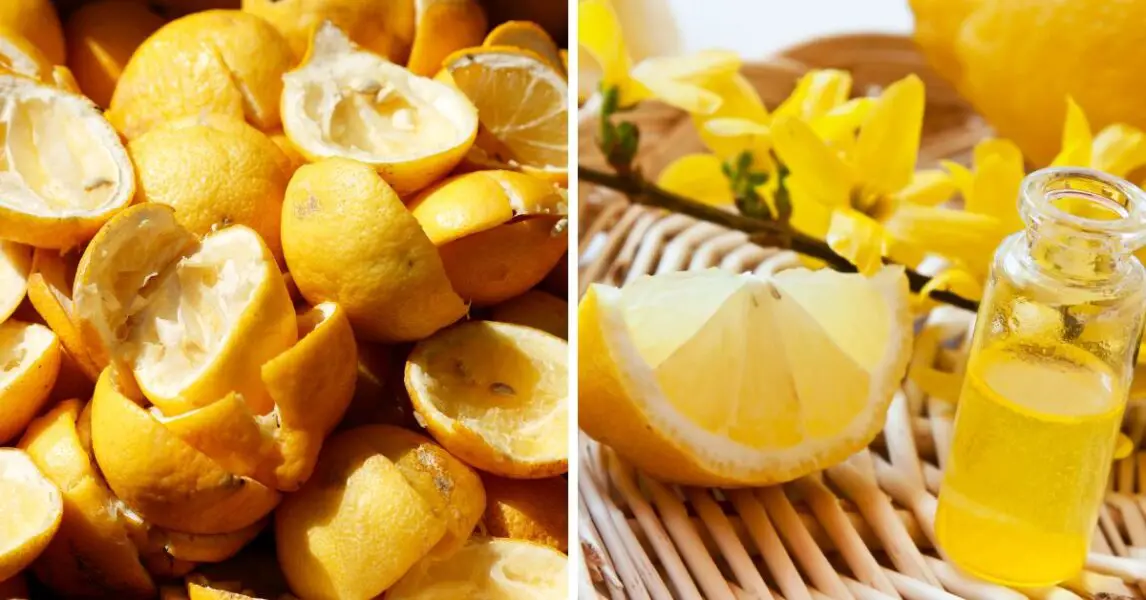 Beneficiile cojilor de lămâie în grădină