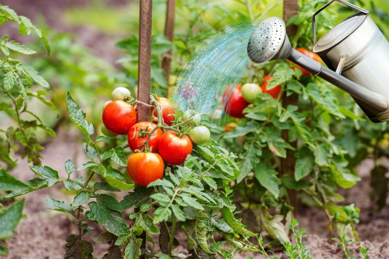 Amestecul secret cu care să uzi roșiile din grădină. Când trebuie aplicată soluția, de fapt. Așa vor fi mai dulci și cărnoase