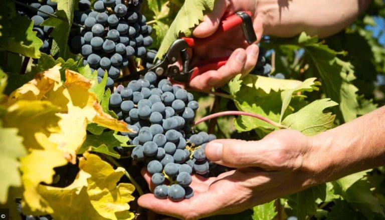 Când se culeg strugurii. Primele semne că fructele s-au copt. Sfatul de aur al agricultorilor pentru un vin delicios și parfumat
