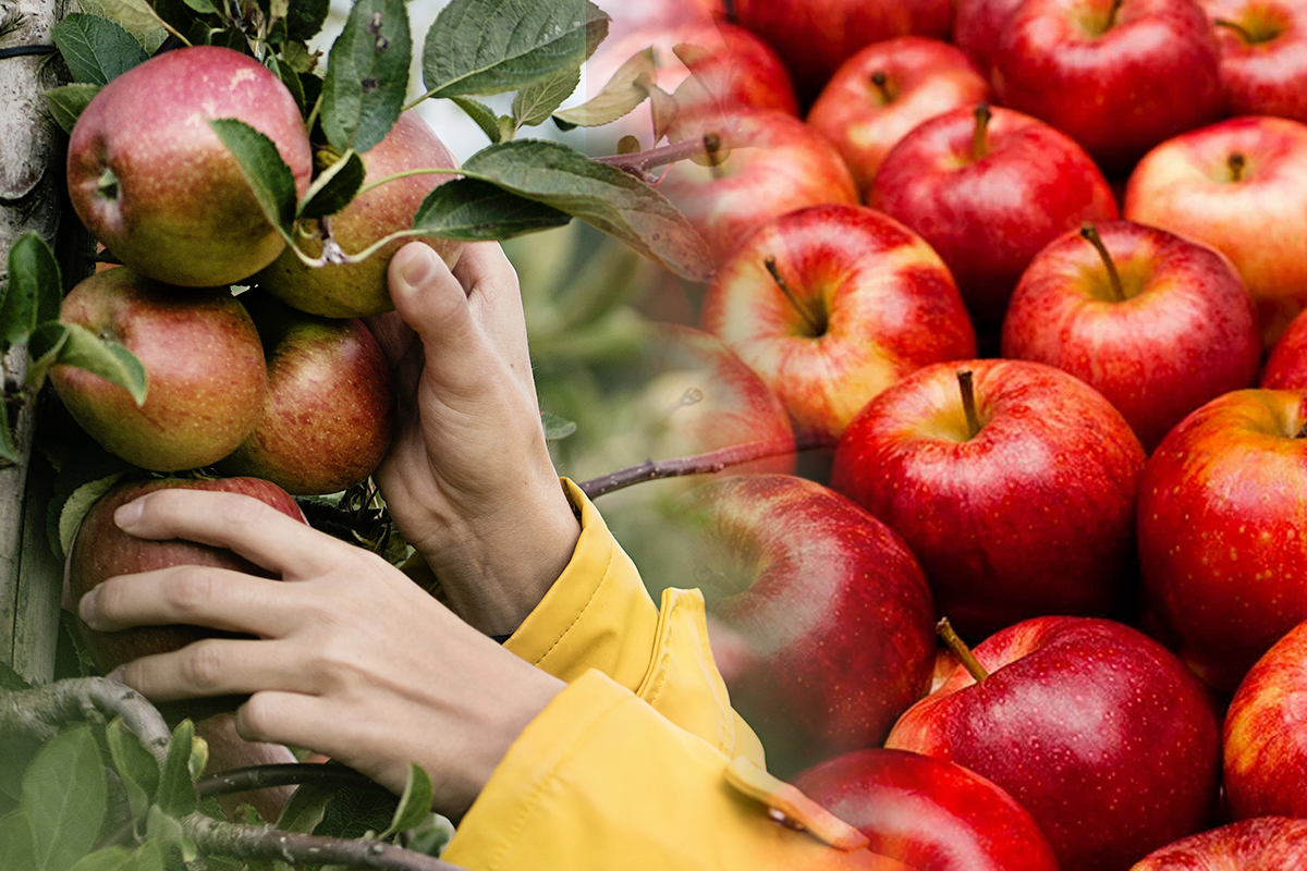 Când se culeg merele de vară