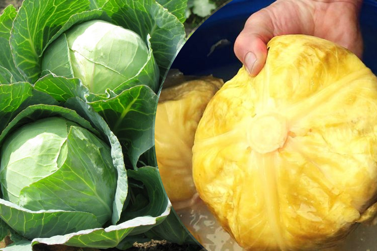 Cand se pune varza la murat