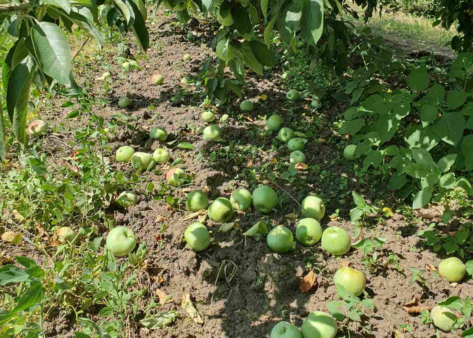 Cât zahăr se pune la țuica de mere