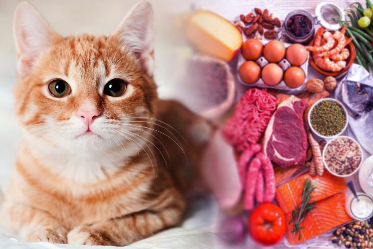 Ce alimente au voie să mănânce pisicile. Este esențial să știi asta, dacă felina poftește la mâncarea ta