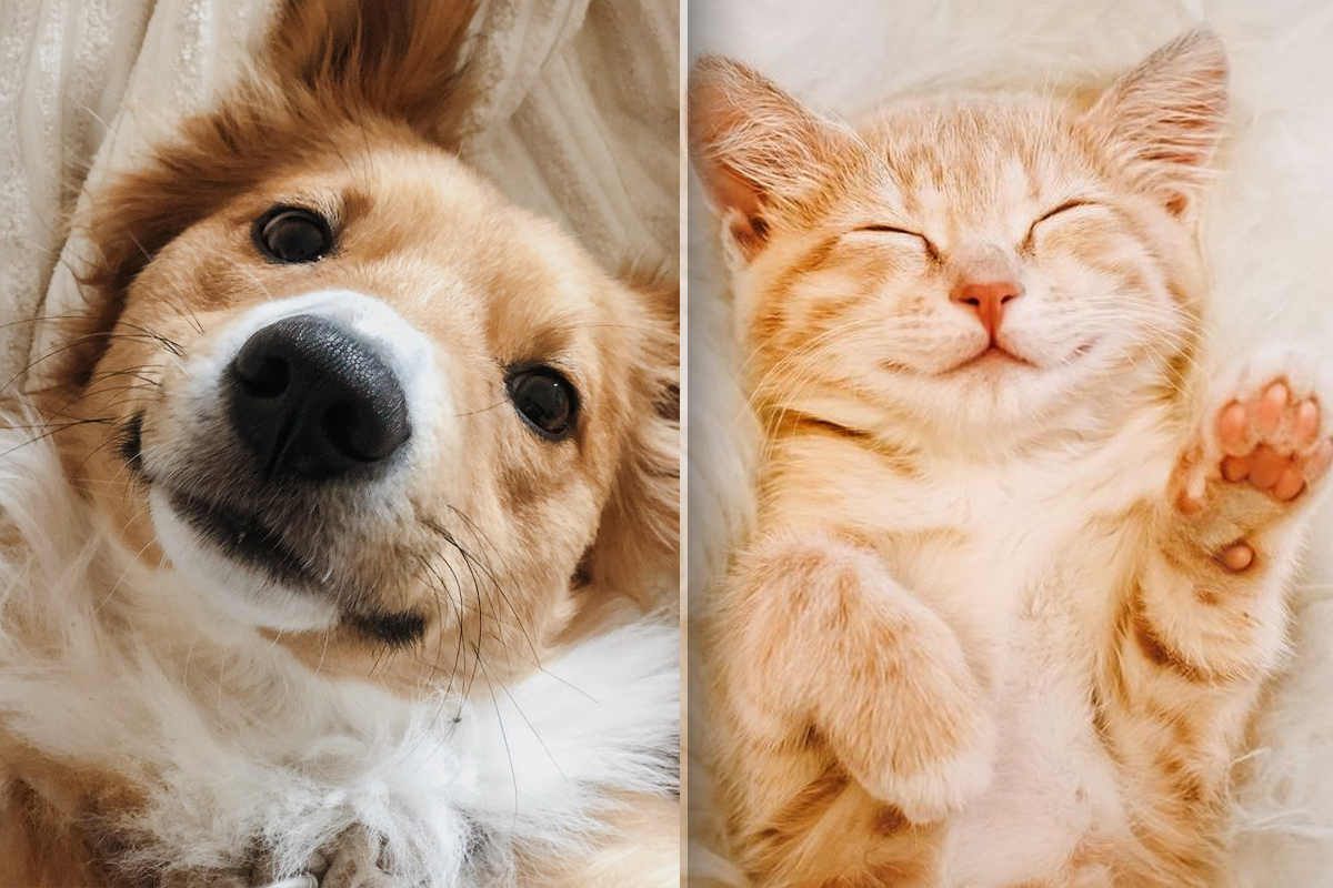 Ce dezvaluie despre tine faptul ca preferi pisicile sau cainii ca animele de companie. Detaliul ascuns despre personalitatea ta