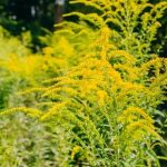 Ce este ambrozia, planta la care mulți oameni sunt alergici
