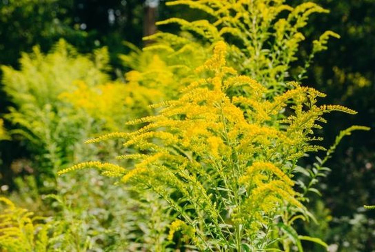 Ce este ambrozia, planta la care mulți oameni sunt alergici