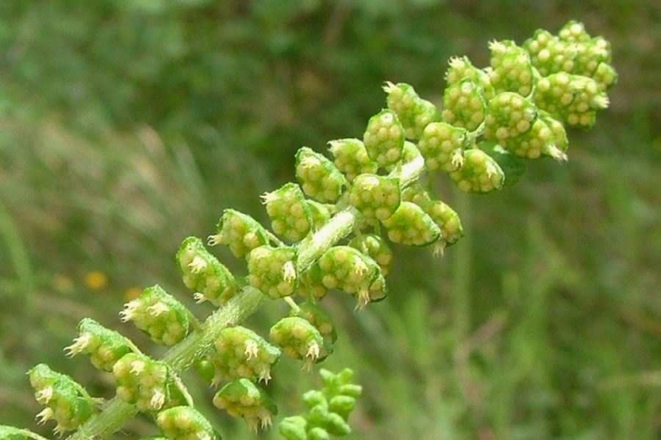 Ce este ambrozia, planta la care mulți oameni sunt alergici