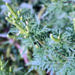 Ce este ambrozia, planta la care mulți oameni sunt alergici
