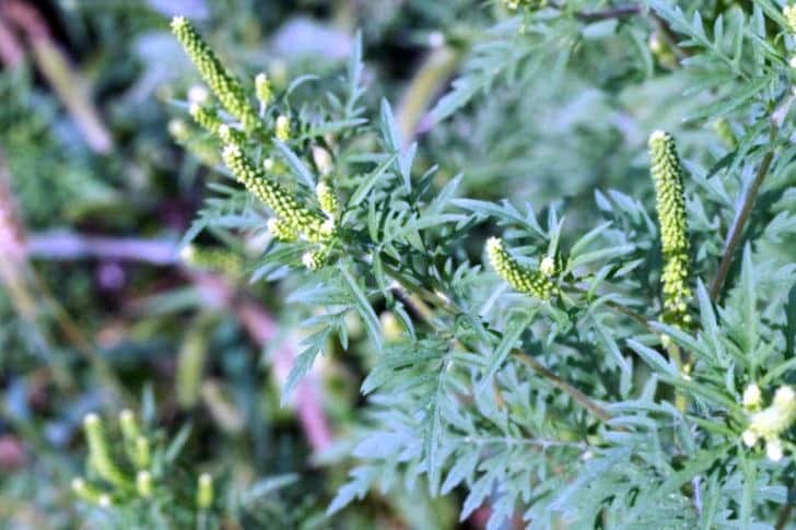 Ce este ambrozia, planta la care mulți oameni sunt alergici