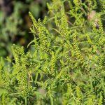 Ce este ambrozia, planta la care mulți oameni sunt alergici