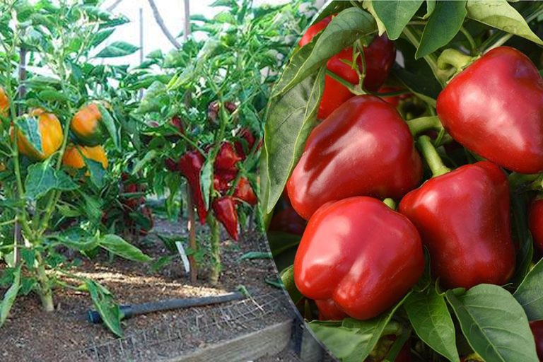 Ce să plantezi după ardei și roșii. Trucul secret pentru o recoltă bogată, fără boli și dăunători