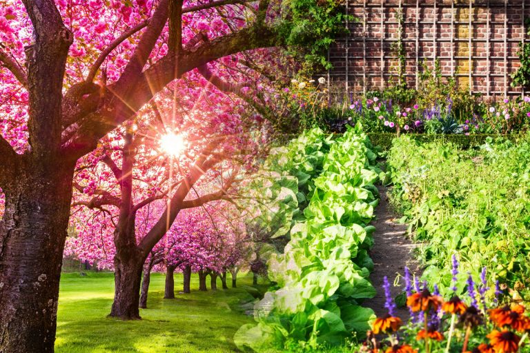 Ce trebuie să faci în grădină, în perioada următoare. Doar experții știu cum să ai recolte bune la primăvară