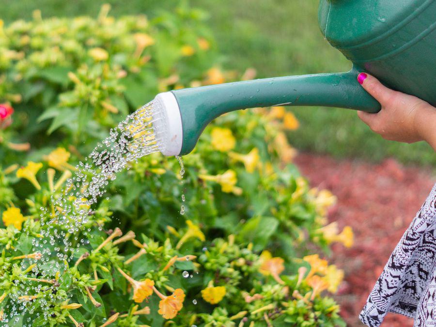 Cea mai ieftina metoda care te scapa de daunatorii din gradina. Ce trebuie sa adaugi de fapt in apa cu care uzi plantele, este foarte simplu de preparat