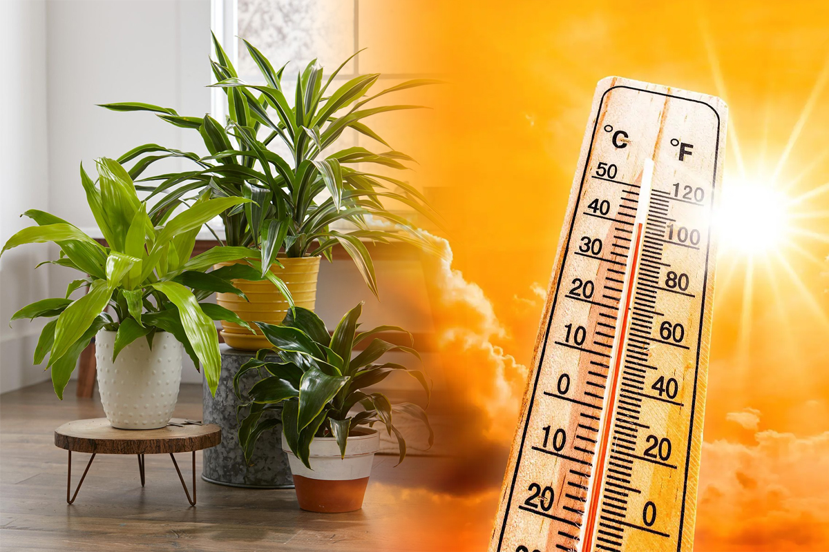 Cele mai rezistente plante la căldură și secetă