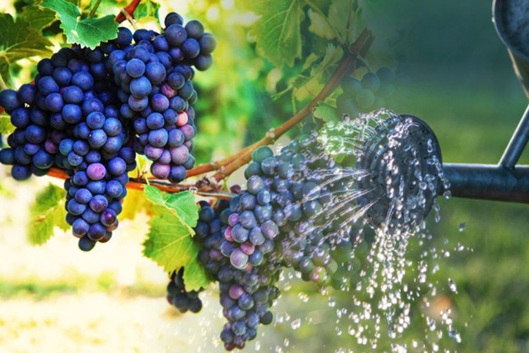 Când se stropește via: dimineața sau seara? Secretul pentru struguri mari, dulci și zemoși
