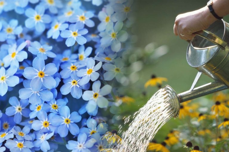 Cu ce să uzi florile din grădină la final de august. Dăunătorii nu suportă acest remediu secret, vor înflori abundent