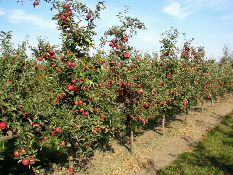 Stropește livada cu acest amestec puternic. Recolta va fi bogată în fiecare an