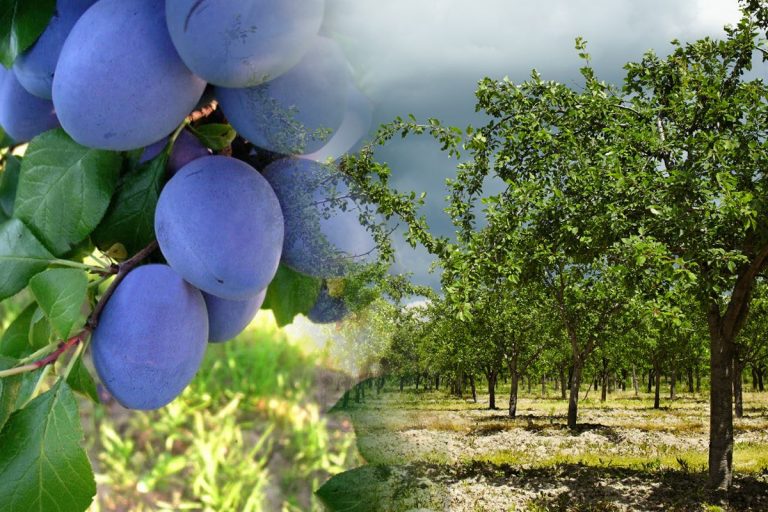Cu ce trebuie să stropești prunii după ce culegi fructele. Trucul folosit de oamenii de la țară pentru o recoltă bogată anul viitor