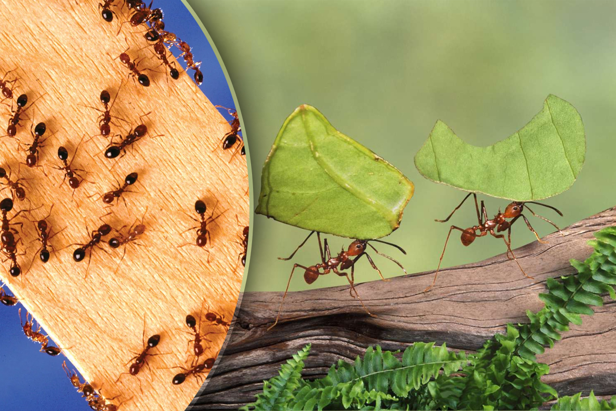 Cum scapi de furnici