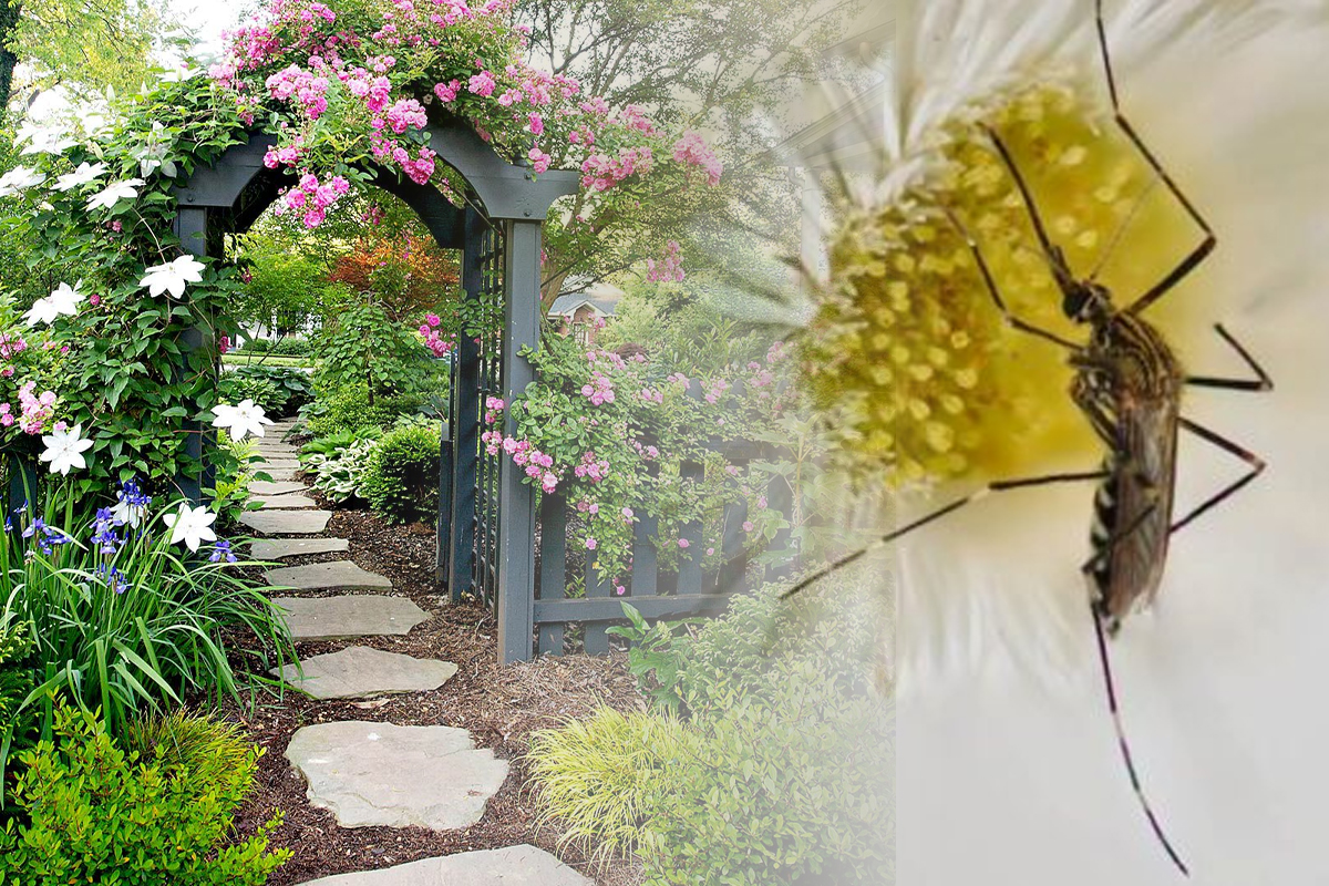 Cum scapi de țânțarii din grădină